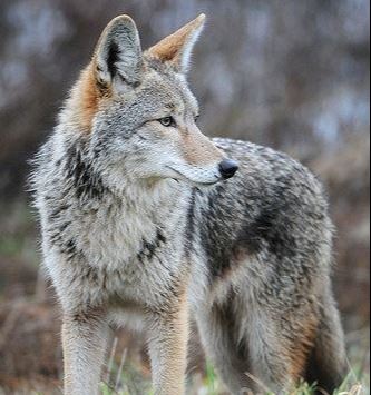 Coyote Pic