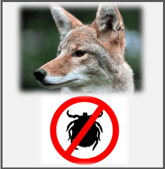 Coyote and tick pic