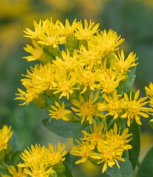 Stiff Goldenrod