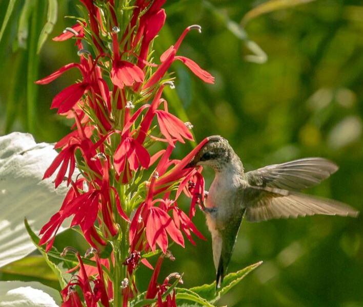 Cardinal Flower